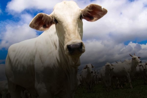 Secretaria de Agricultura reforça a atualização obrigatória dos dados do rebanho que acontece durante o mês de maio