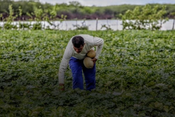 Cardoso Moreira e mais 21 municípios do Norte/Noroeste do RJ terão o Garantia-Safra.