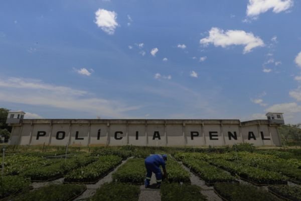 PROGRAMA REPLANTANDO VIDA, DA CEDAE, INAUGURA EM ITAPERUNA SEU OITAVO VIVEIRO.