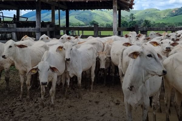 Prazo para atualização do rebanho termina na próxima sexta-feira.