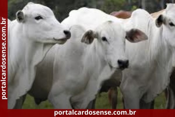 Prazo prorrogado para produtores rurais atualizarem o cadastramento do rebanho.